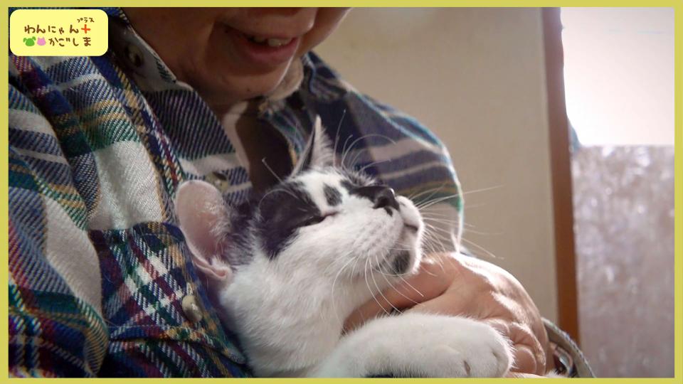 2/28(土) 午後5時25分～ わんにゃん＋かごしま ★今回の主役は猫の”だいふく”です♪