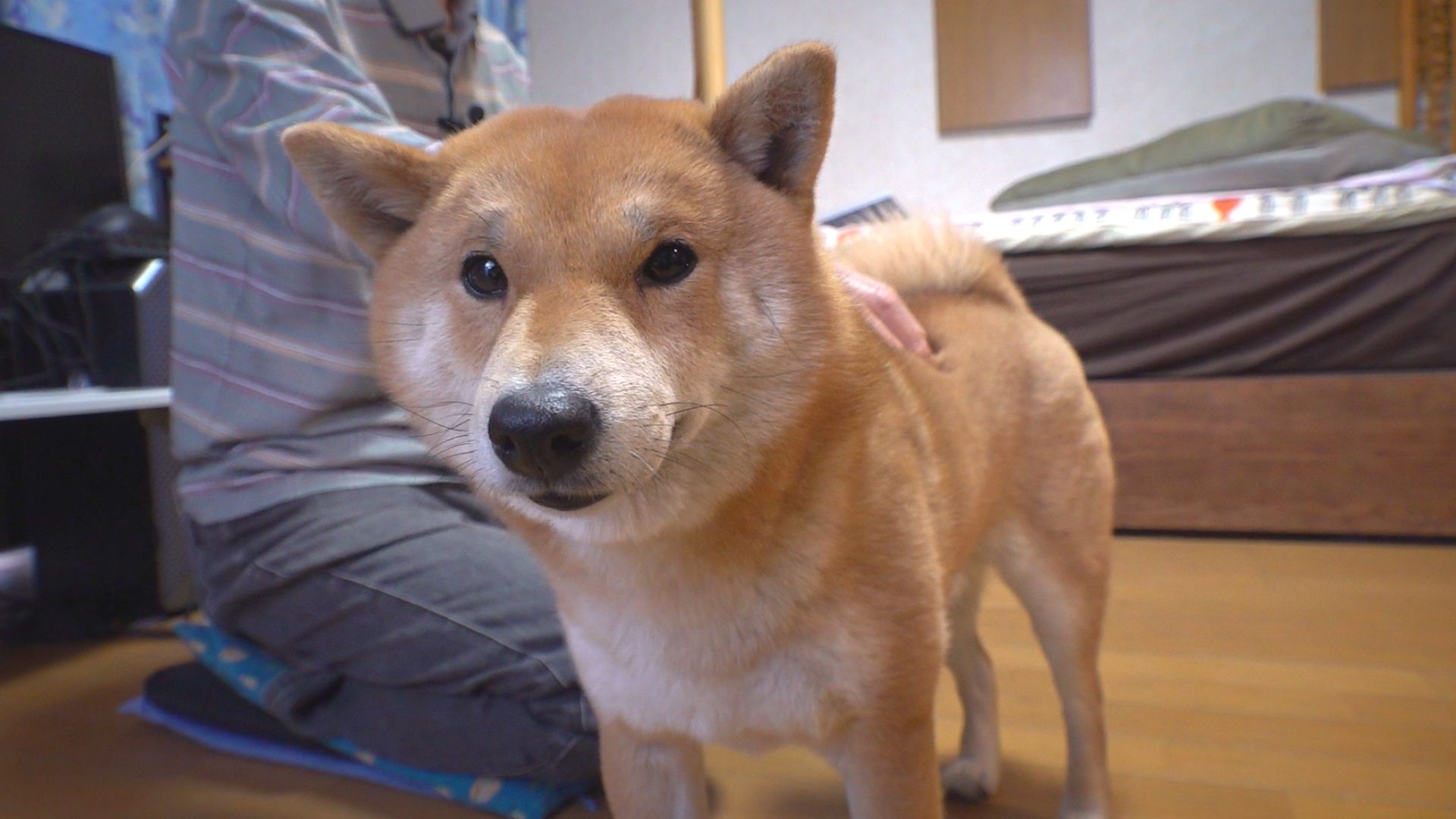 3/7(土) 午後5時25分～ わんにゃん＋かごしま　試練を乗り越えて