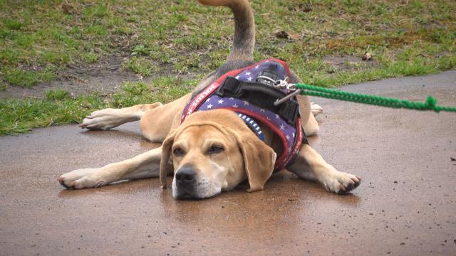 4/18（土）午後5時25分～わんにゃん＋かごしま　元気と笑顔の源♪