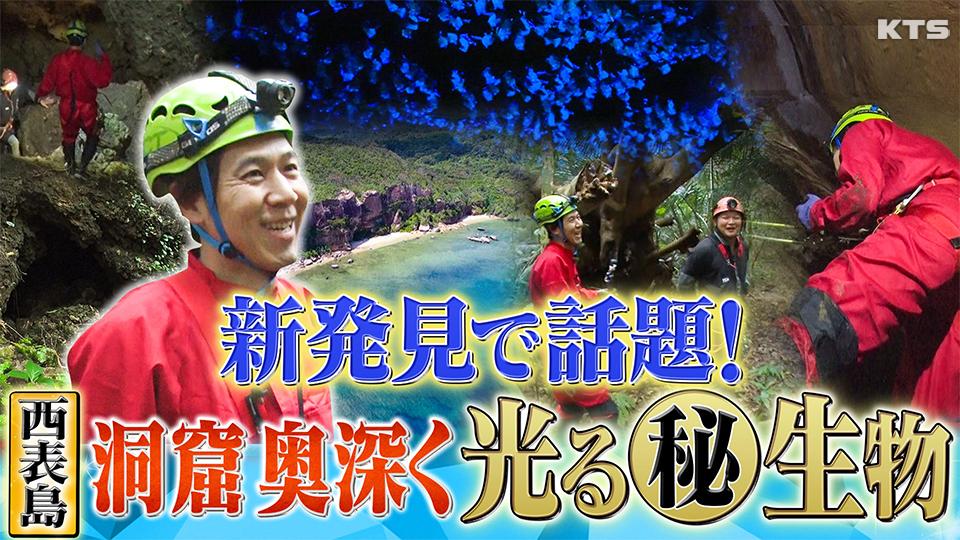 今夜7時～世界の何だコレ！？ミステリー　専門家も驚いた！西表島で新発見の光る㊙生物