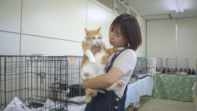 9/26（土）夕方17時25分～わんにゃん＋かごしま　「ハートでつなぐ保護猫譲渡会」