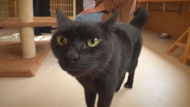 10/10（土）夕方17時25分～わんにゃん＋かごしま　「犬猫の一時預かりサポーター大募集」