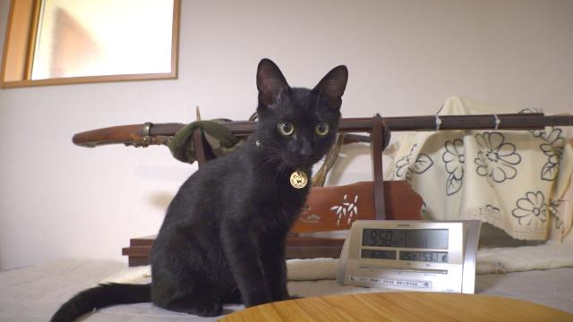 10/24（土）夕方17時25分～わんにゃん＋かごしま　「先代猫がつないだ ご縁」