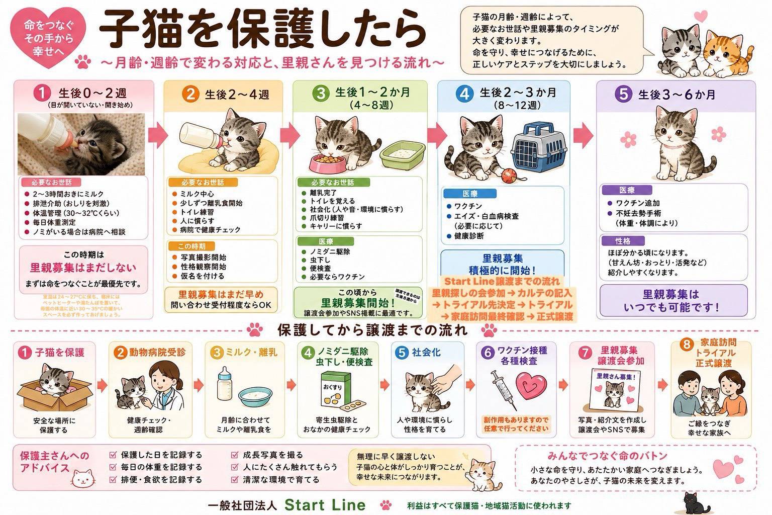 子猫を保護したら