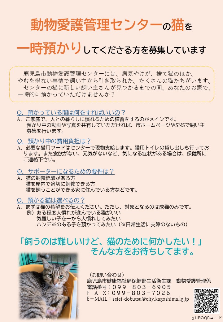 子猫を保護したら