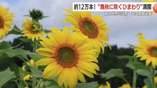 ニュース・スポーツ | KTS鹿児島テレビ