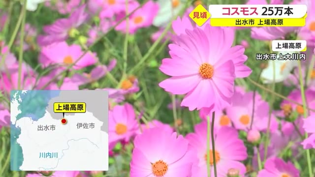 鹿児島ニュースkts Kagoshima Television For Smile kts鹿児島テレビ Kagoshima Television For Smile 鹿児島ニュースkts Kagoshima Television For Smile kts鹿児島テレビ Kagoshima Television For Smile