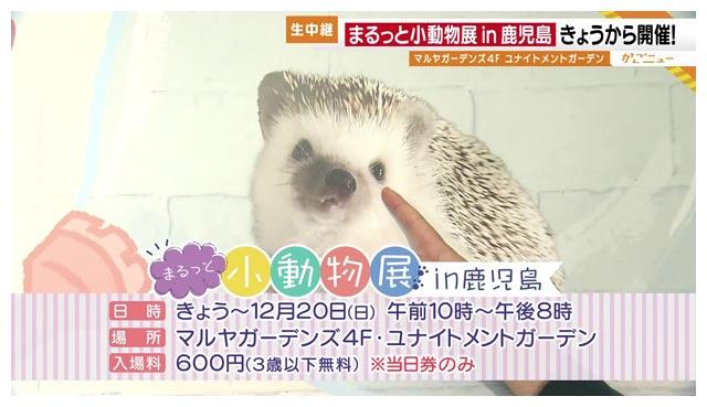 11月26日 木 生中継 まるっと小動物展 かごnew ｋｔｓ鹿児島テレビ Kagoshima Television For Smile