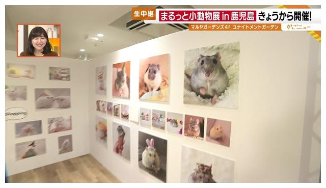 11月26日 木 生中継 まるっと小動物展 かごnew ｋｔｓ鹿児島テレビ Kagoshima Television For Smile