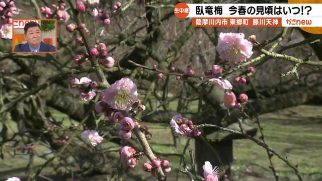 2月21日 月 藤川天神から生中継 名物の 臥竜梅 見頃はいつか かごnew ｋｔｓ鹿児島テレビ Kagoshima Television For Smile