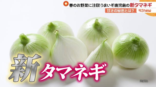 3月23日（木）春のお野菜に注目！うまいぞ鹿児島の新タマネギ | かご