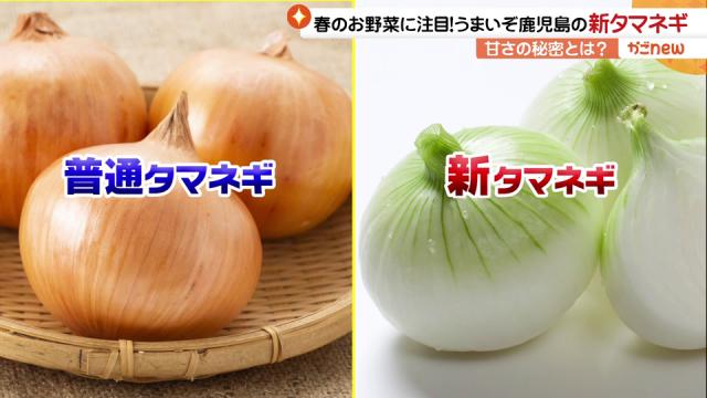 3月23日（木）春のお野菜に注目！うまいぞ鹿児島の新タマネギ | かご