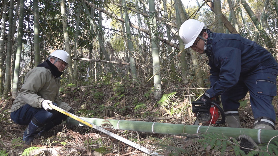 竹切りから始まる日置市の竹灯籠作り。