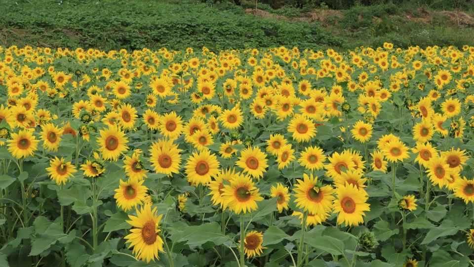 ＫＴＳ気象予報士・中俣美咲が県内各地を巡り、四季の風景とふるさとのために頑張る地元の人たちの姿を追いかけた。